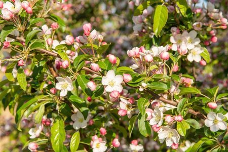 Malus 'Professor Sprenger' 60-80 cm cont. 5,0L - afbeelding 6