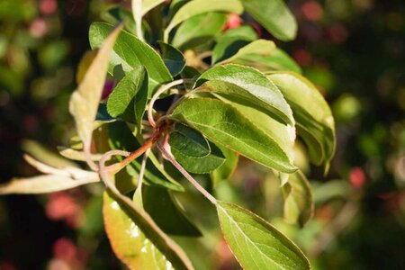 Malus 'Professor Sprenger' 60-80 cm cont. 5,0L - afbeelding 5