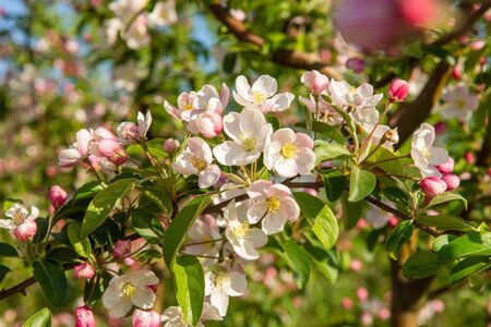 Malus 'Professor Sprenger' 60-80 cm cont. 5,0L - afbeelding 4