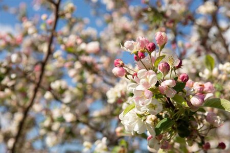 Malus 'Professor Sprenger' 60-80 cm cont. 5,0L - afbeelding 3