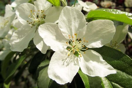 Malus 'Professor Sprenger' 60-80 cm cont. 5,0L - afbeelding 2