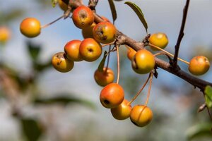 Malus 'Professor Sprenger' 60-80 cm cont. 5,0L - afbeelding 10