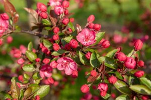 Malus 'Royalty' 2jr. A kwal. wortelgoed struik - afbeelding 6