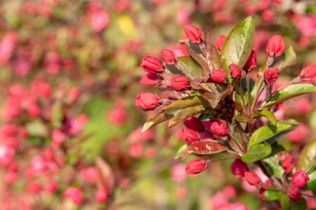 Malus 'Royalty' 2jr. A kwal. wortelgoed struik - afbeelding 11