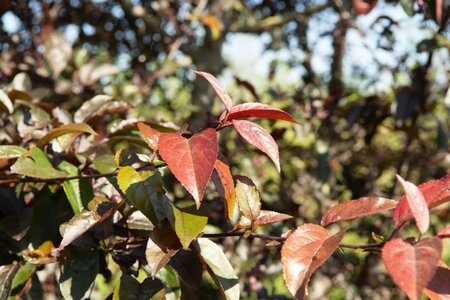 Malus 'Royalty' 60-80 cm cont. 5,0L - afbeelding 1