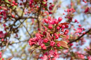 Malus 'Royalty' 60-80 cm cont. 5,0L - afbeelding 8