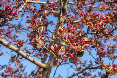 Malus 'Royalty' 60-80 cm cont. 5,0L - afbeelding 7