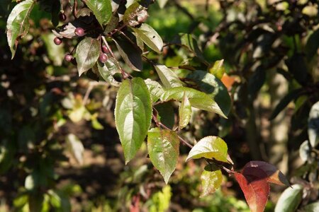 Malus 'Royalty' 60-80 cm cont. 5,0L - afbeelding 5