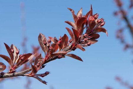 Malus 'Royalty' 60-80 cm cont. 5,0L - afbeelding 4