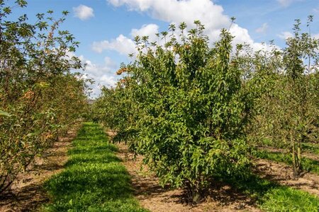 Malus 'Red Sentinel' 2jr. A kwal. wortelgoed struik - afbeelding 1