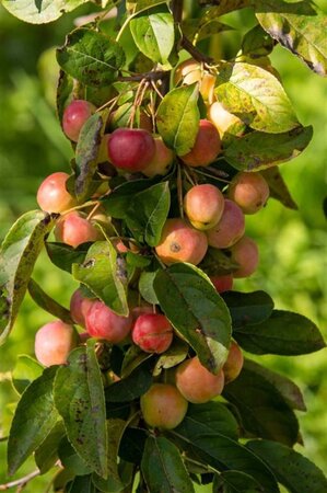 Malus 'Red Sentinel' 2jr. A kwal. wortelgoed struik - afbeelding 6