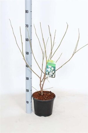 Magnolia stellata 40-50 cm cont. 3,0L - afbeelding 5