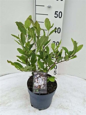 Magnolia stellata 40-50 cm cont. 3,0L - afbeelding 3