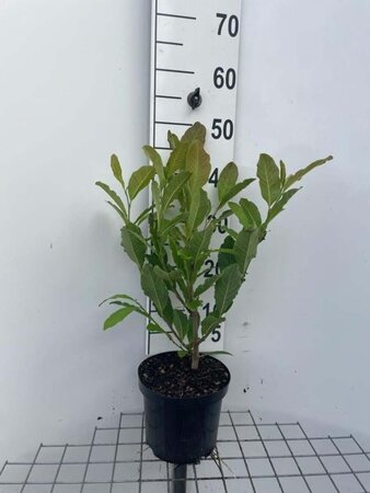 Magnolia stellata 40-50 cm cont. 3,0L - afbeelding 4