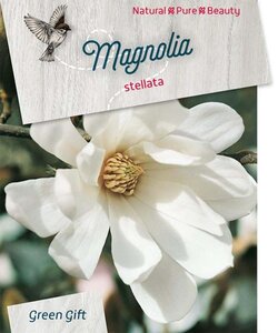 Magnolia stellata 40-50 cm cont. 5,0L - afbeelding 2