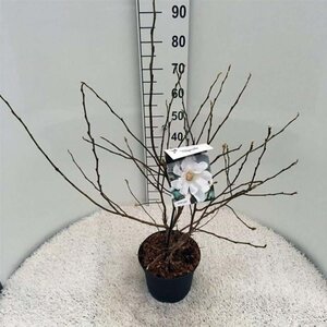 Magnolia stellata 40-50 cm cont. 5,0L - afbeelding 3