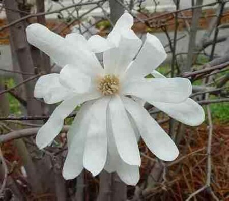 Magnolia stellata 40-50 cm container - afbeelding 7