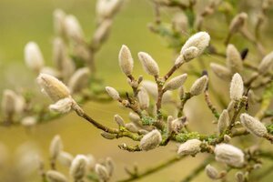 Magnolia stellata 40-50 cm container - afbeelding 5