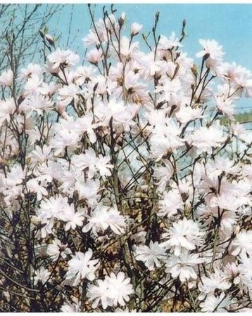 Magnolia stellata 40-50 cm container - afbeelding 8