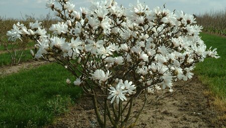 Magnolia stellata 40-50 cm container - afbeelding 6