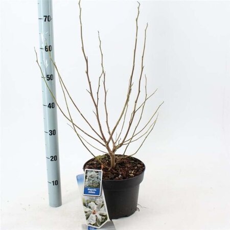 Magnolia stellata 50-60 cm cont. 5,0L - afbeelding 2