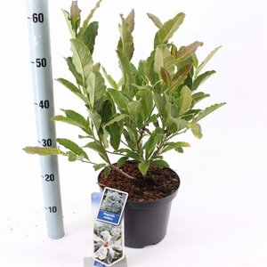 Magnolia stellata 50-60 cm cont. 5,0L - afbeelding 3