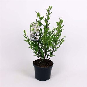 Magnolia stellata 50-60 cm cont. 5,0L - afbeelding 1