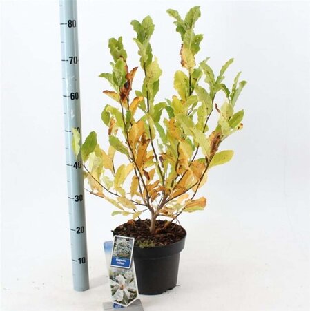 Magnolia stellata 50-60 cm cont. 5,0L - afbeelding 4