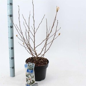 Magnolia stellata 50-60 cm cont. 5,0L - afbeelding 5