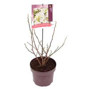 Magnolia stellata 50-60 cm cont. 5,0L - afbeelding 6