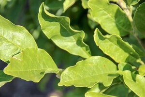 Magnolia stellata 50-60 cm container - afbeelding 3