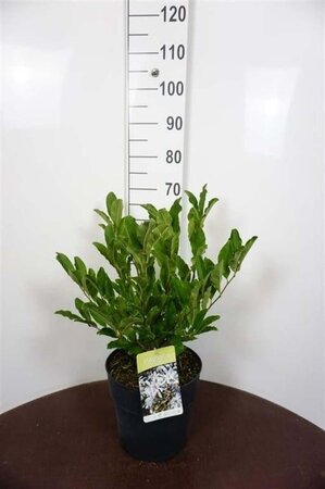 Magnolia stellata 60-80 cm cont. 10L - afbeelding 4