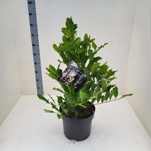 Magnolia stellata 60-80 cm cont. 10L - afbeelding 1