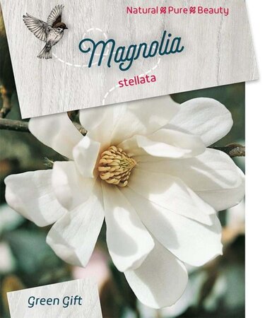 Magnolia stellata 60-80 cm cont. 10L - afbeelding 2