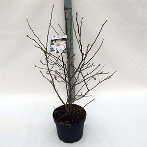 Magnolia stellata 60-80 cm cont. 10L - afbeelding 3