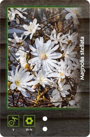 Magnolia stellata 60-80 cm cont. 20L