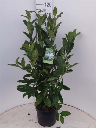 Magnolia stellata 60-80 cm cont. 7,5L - afbeelding 3