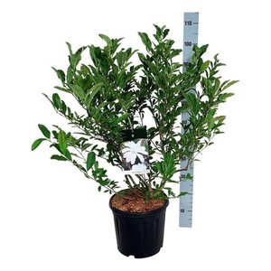 Magnolia stellata 80-100 cm cont. 15L - afbeelding 2