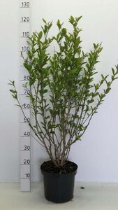 Magnolia stellata 80-100 cm cont. 7,5L - afbeelding 3