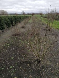 Magnolia stellata 80-100 cm met kluit - afbeelding 3