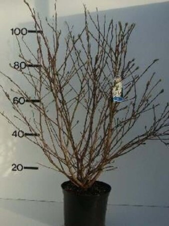 Magnolia stellata 80-100 cm met kluit - afbeelding 2