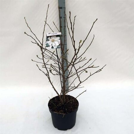 Magnolia stellata 80-90 cm cont. 10L - afbeelding 2