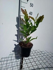 Magnolia stellata geen maat specificatie cont. 3,0L