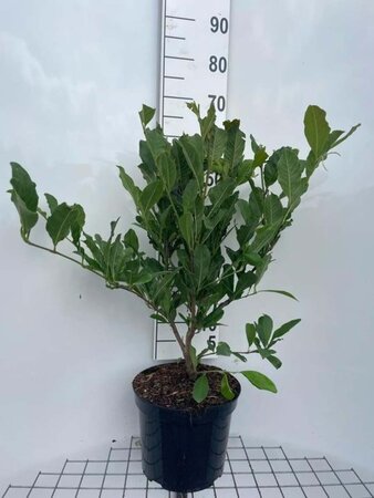 Magnolia stellata geen maat specificatie cont. 7,5L