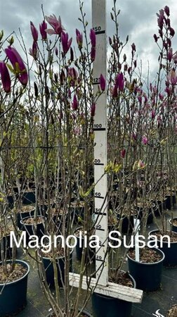 Magnolia 'Susan' 100-125 cm cont. 15L - afbeelding 1