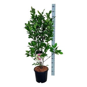 Magnolia 'Susan' 100-125 cm cont. 15L - afbeelding 3