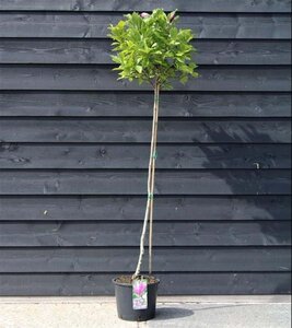 Magnolia 'Susan' 120 cm stam cont. 12L - afbeelding 1