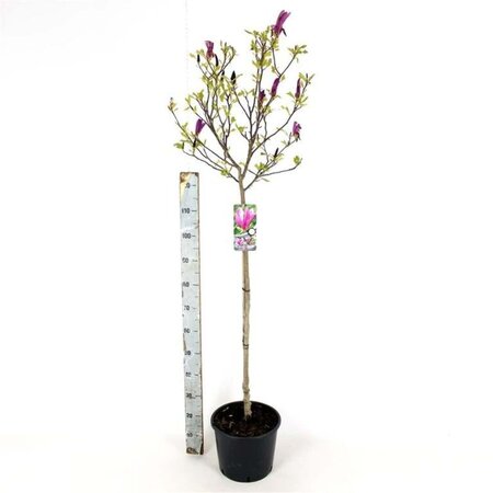 Magnolia 'Susan' 120 cm stam cont. 12L - afbeelding 2