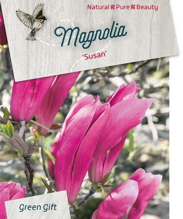 Magnolia 'Susan' 125-150 cm cont. 20L - afbeelding 5