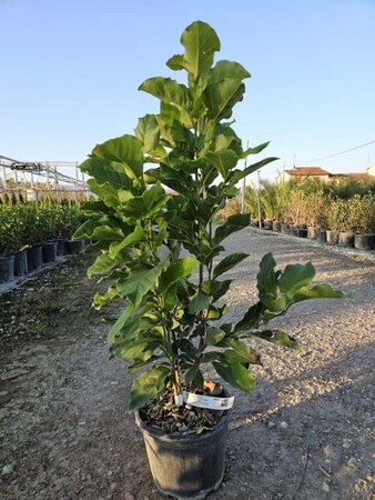 Magnolia 'Susan' 60-80 cm cont. 5,0L - afbeelding 3